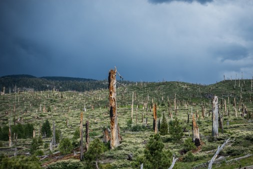 Burned trees