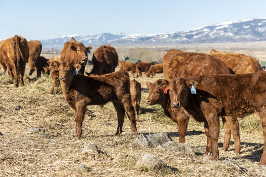 cows in Montana