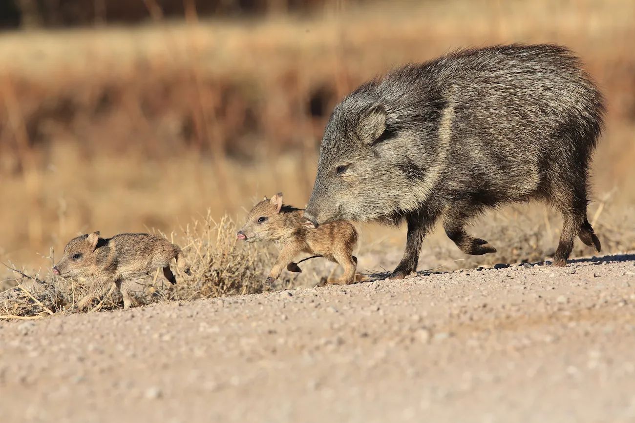 Arizona's new data warehouse tracks wildlife, including those pesky ...