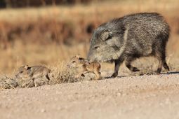 Javelina