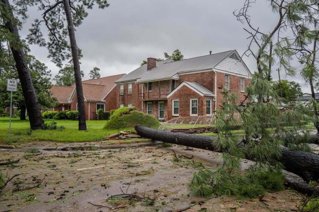 A fallen tree