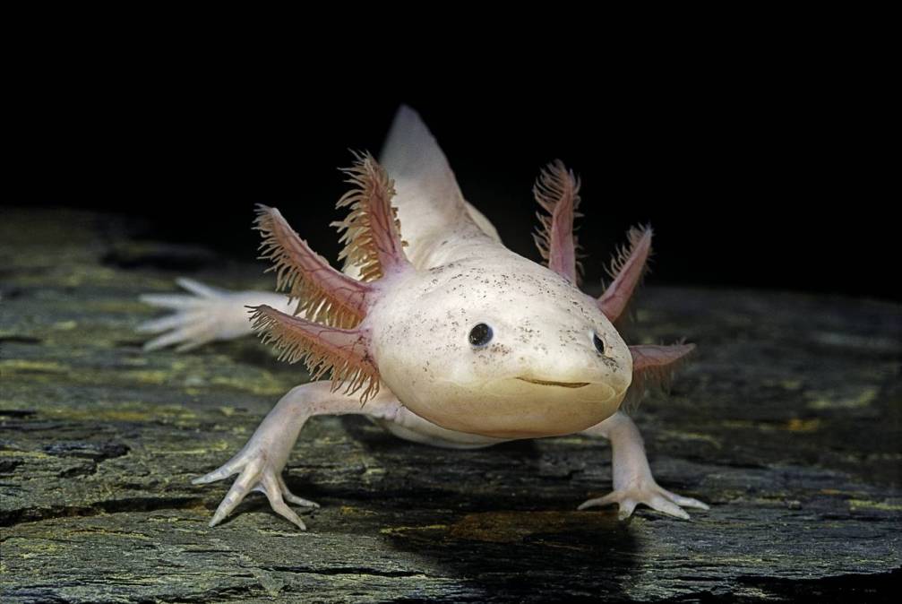 axolotl