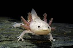 axolotl